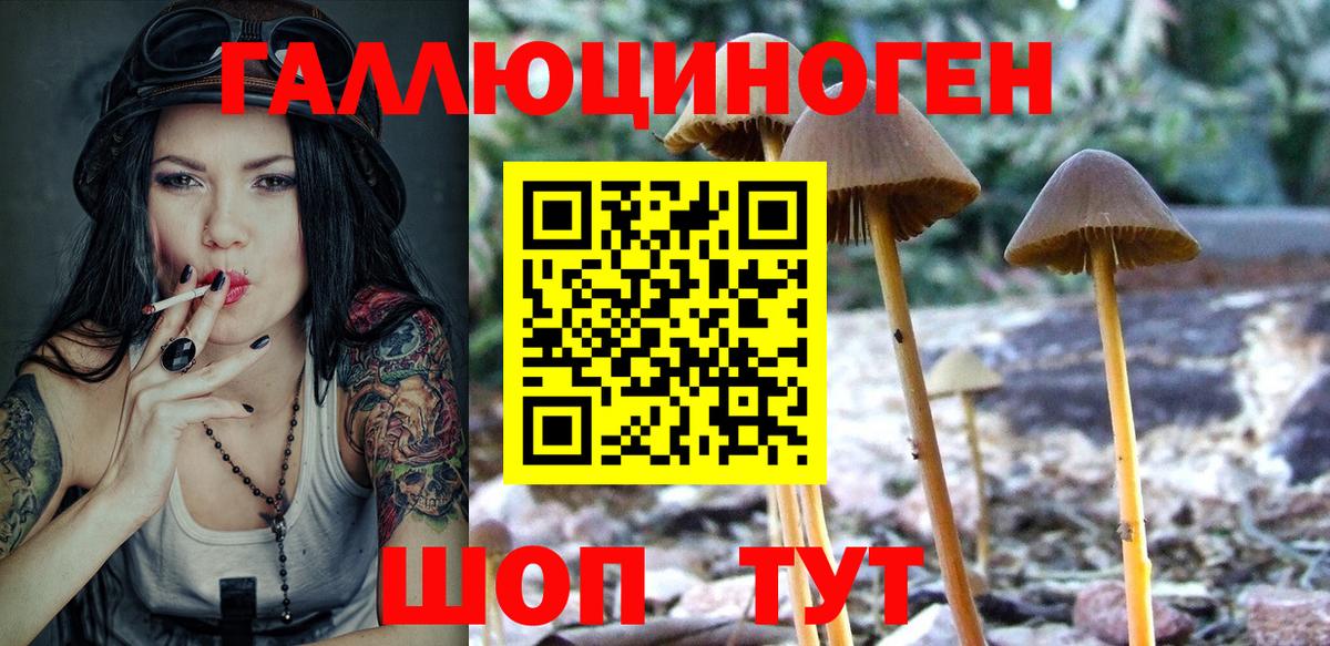 Псилоцибиновые грибы Psilocybe Усть-Джегута